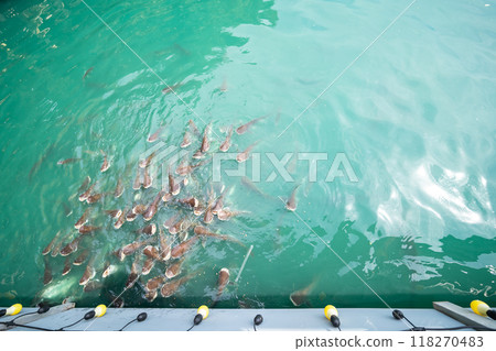 A group of catfish are swimming for food in the blue water with light bulbs hanging from the wall. 118270483