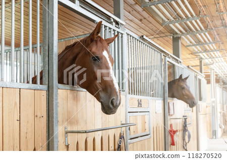 Horse standing in a stall in the modern stable. 118270520