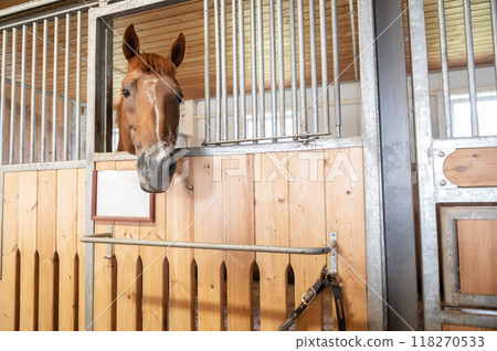 Horse standing in a stall in the modern stable. 118270533