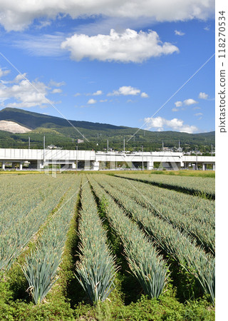 拍攝北海道北斗市初秋接近收成的蔥田景觀 拍攝北海道北斗市初秋接近收成的蔥田景觀 118270534