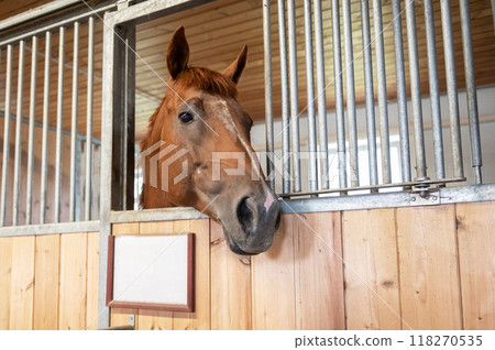 Horse standing in a stall in the modern stable. Horse standing in a stall in the modern stable. 118270535