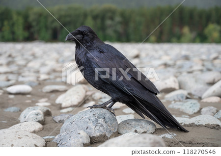 Black bird raven Black bird raven 118270546