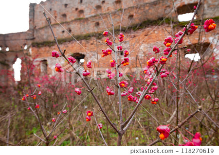 Deciduous shrub, pink flowers with orange seeds of euonymus europaeus or spindle. Celastraceae Deciduous shrub, pink flowers with orange seeds of euonymus europaeus or spindle. Celastraceae 118270619