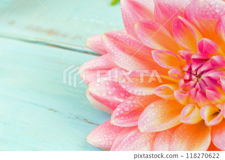 light pink dahlias with drops of water, macro. place for text 118270622