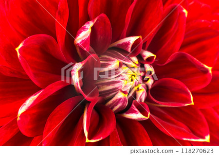 light red dahlias , macro. place for text 118270623