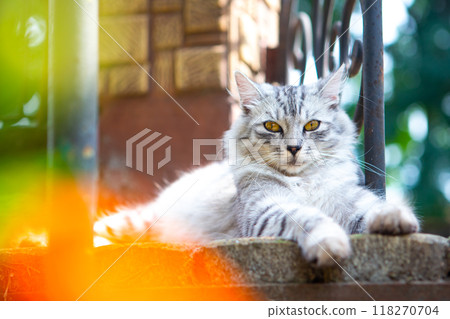 gray cat lies on the stairs between the flowers gray cat lies on the stairs between the flowers 118270704