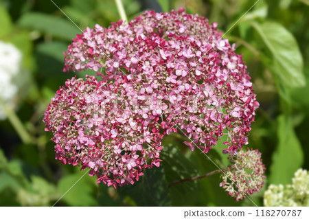 Smooth hydrangea Pink Annabelle Smooth hydrangea Pink Annabelle 118270787