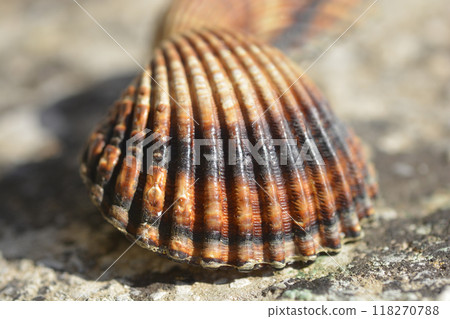 Cockle shell 118270788