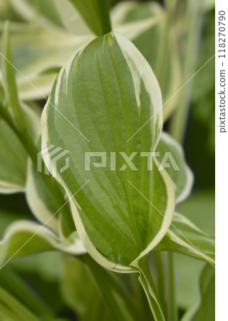 Hosta So Sweet 118270790