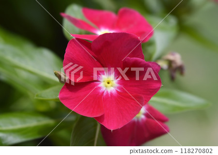 Madagascar rosy periwinkle Madagascar rosy periwinkle 118270802