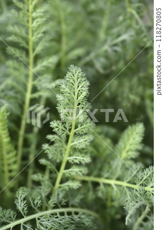 Milly Rock Rose Yarrow 118270805