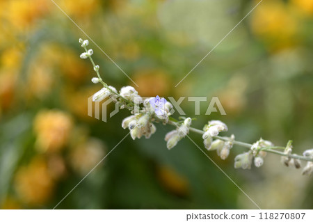 Russian Sage 118270807