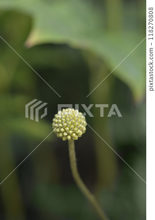 Billy buttons Golf Beauty Billy buttons Golf Beauty 118270808