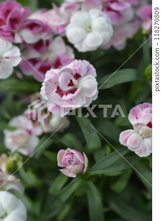 Carnation Kiss and Tell Carnation Kiss and Tell 118270809