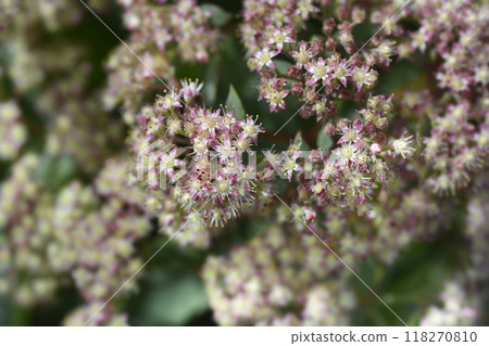 Stonecrop 118270810
