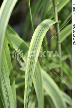 Variegated Giant reed 118270811