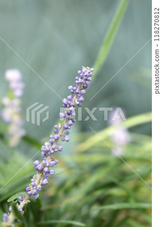 Big blue lilyturf Ingwersen 118270812