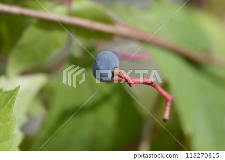 Virginia creeper Virginia creeper 118270815