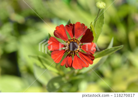 Sneezeweed Tom 118270817
