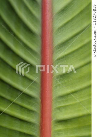 Bird of paradise 118270819