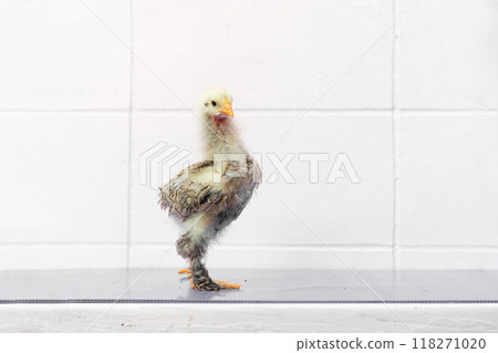 White Chick is standing on purple gray table in outdoor light. White Chick is standing on purple gray table in outdoor light. 118271020
