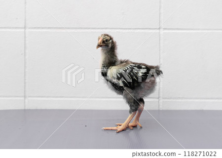 Black Chick is standing on purple gray table in outdoor light. Black Chick is standing on purple gray table in outdoor light. 118271022