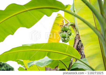 A banana plant with mixed green and yellow foliage is bearing an unripe banana with green fruit. A banana plant with mixed green and yellow foliage is bearing an unripe banana with green fruit. 118271025