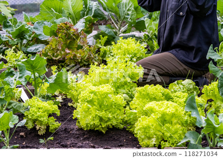 Workers on a farm are busily harvesting fresh greens for a green salad crop. They move through the rows of lush, green plants, carefully take the tender leaves with their hands. Workers on a farm are busily harvesting fresh greens for a green salad crop. They move through the rows of lush, green plants, carefully take the tender leaves with their hands. 118271034