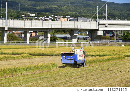 Photographing rice harvesting in early autumn in Hokuto, Hokkaido Photographing rice harvesting in early autumn in Hokuto, Hokkaido 118271135