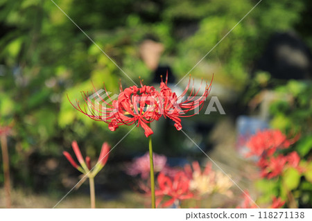 名花之裡:日本傘與秋花 名花之裡:日本傘與秋花 118271138