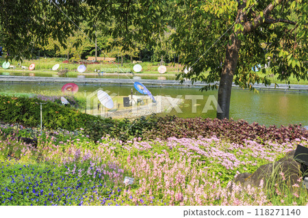 Nabana no Sato: Japanese umbrellas and autumn flowers 118271140