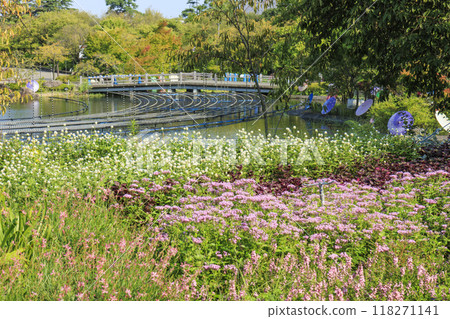 名花之裡：日本傘與秋花 118271141