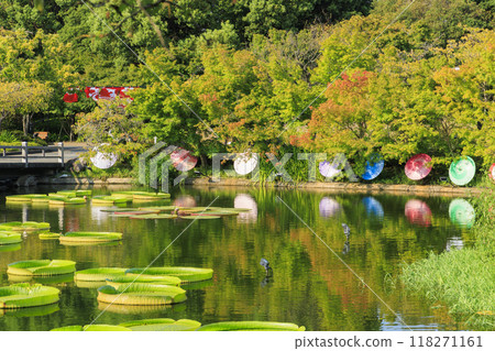 Nabana no Sato: Japanese umbrellas and autumn flowers Nabana no Sato: Japanese umbrellas and autumn flowers 118271161