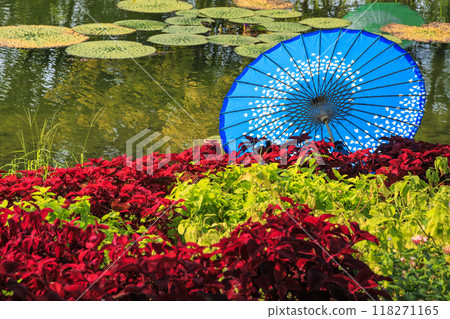 Nabana no Sato: Japanese umbrellas and autumn flowers Nabana no Sato: Japanese umbrellas and autumn flowers 118271165