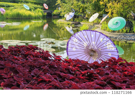 Nabana no Sato: Japanese umbrellas and autumn flowers Nabana no Sato: Japanese umbrellas and autumn flowers 118271166