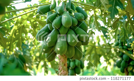 A papaya tree with several wavy green leaves bears many unripe fruits. 118271177