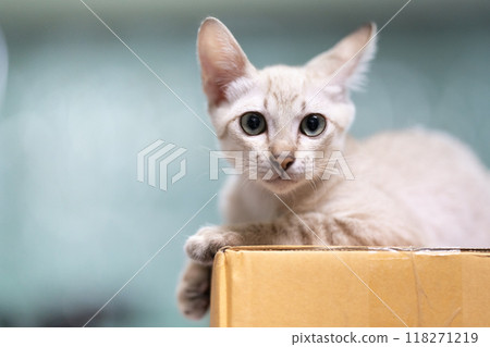 one of the cat ear turn around to the back for llisten something behind one of the cat ear turn around to the back for llisten something behind 118271219