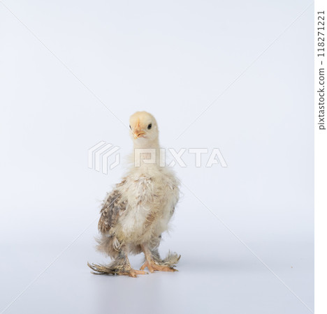 Portrait of cute baby chick Cochin on white background. Mini Cochin chicken has a small round shape and has feathers on its feet. 118271221