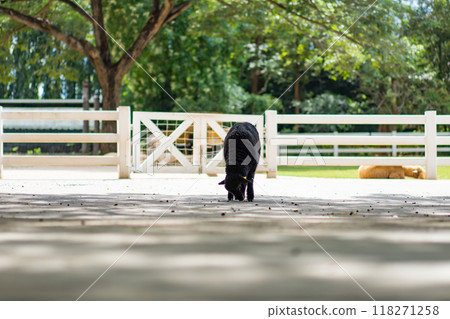 Shot of one cute black sheep is walking for food in an outdoor paddock on a farm. Black sheep is standing on cement floor near paddock. 118271258