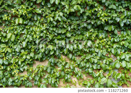 Greenery climbing plant growing on antique brick wall. Old brown brick wall covered with climbing plants. 118271260