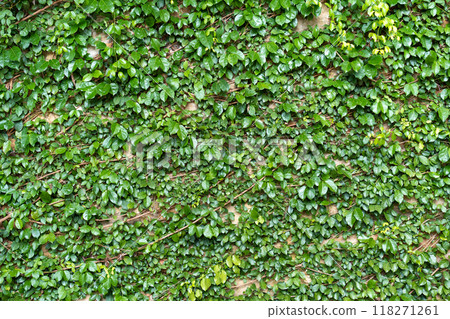 Greenery climbing plant growing on antique brick wall. Old brown brick wall covered with climbing plants. Greenery climbing plant growing on antique brick wall. Old brown brick wall covered with climbing plants. 118271261