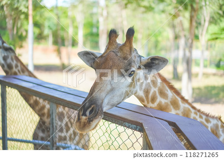 Close up of a giraffe in front of some green trees, looking at the camera. Curious giraffe looks at you head shot close up portrait. 118271265