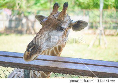 Close up of a giraffe in front of some green trees, looking at the camera. Curious giraffe looks at you head shot close up portrait. 118271266