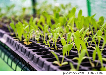 Close up of a sprout planted in the soil for planting. The stems of kale sprouts growing on the soil. Soil for cultivation is a contains nutrients for growth plant. 118271482