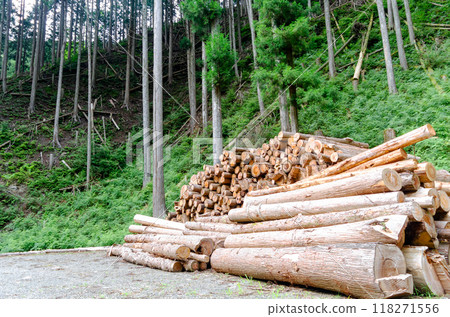 在森林車間收集的原木 118271556