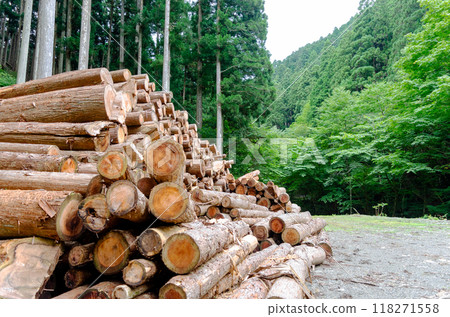 Logs piled up at a work site in the forest Logs piled up at a work site in the forest 118271558