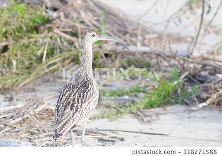 Coastal curlew 118271588