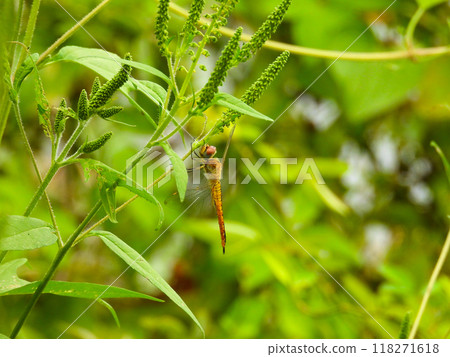A dragonfly resting on the grass A dragonfly resting on the grass 118271618