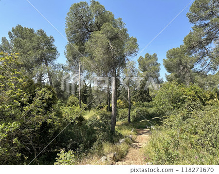 The man-made forest of Mata, planted with Aleppo pine or Jerusalem pine (lat.- Pinus halepensis) The man-made forest of Mata, planted with Aleppo pine or Jerusalem pine (lat.- Pinus halepensis) 118271670