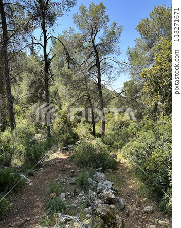 The man-made forest of Mata, planted with Aleppo pine or Jerusalem pine (lat.- Pinus halepensis) 118271671